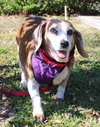 Rosie V