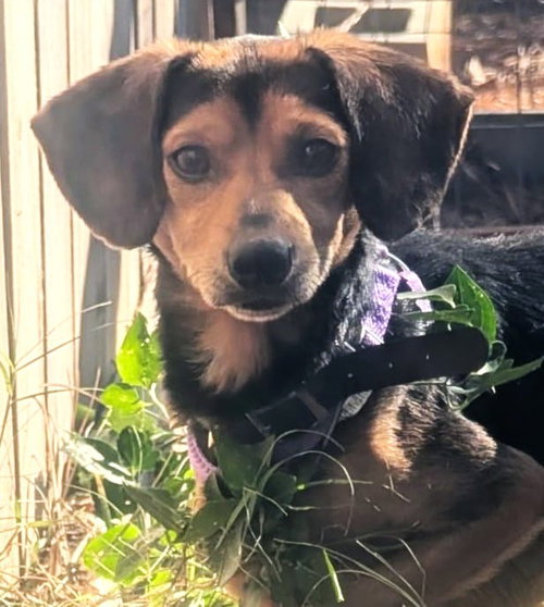 picture of the dog needing adoption
