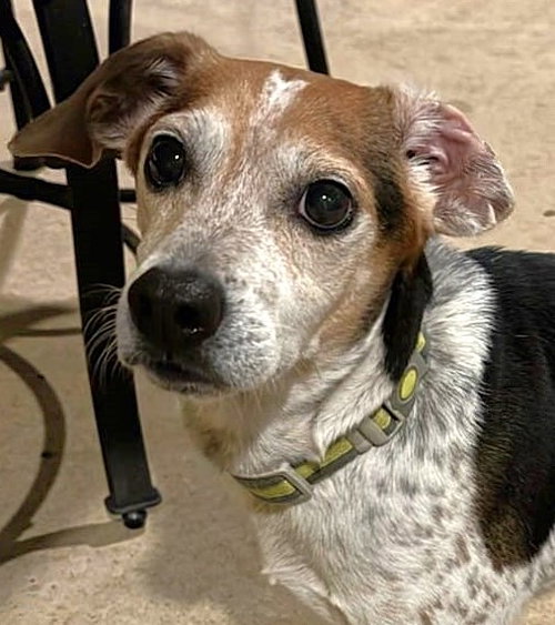 picture of the dog needing adoption