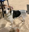 Poncho II