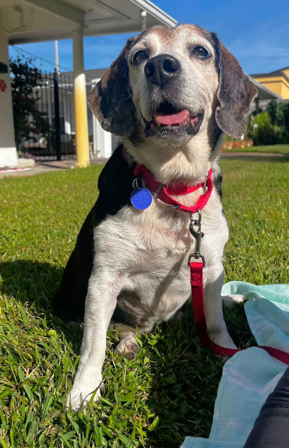 Banjo II