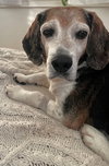 Banjo II