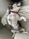 Banjo II