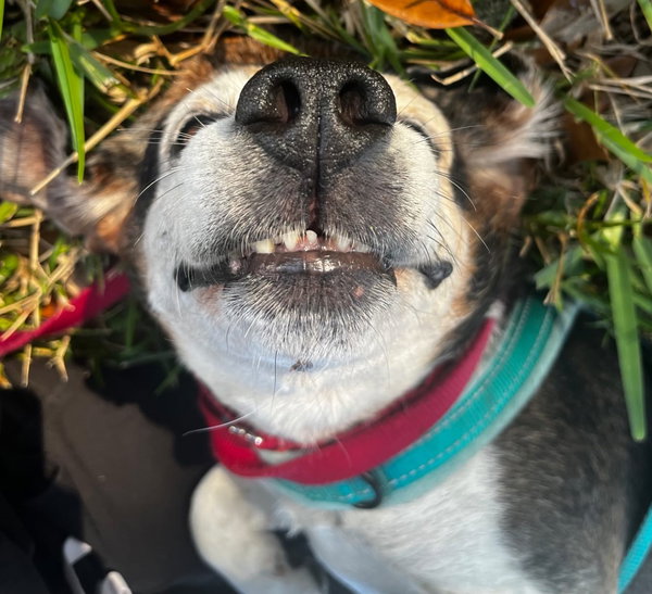 Banjo II