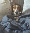 Bruce III