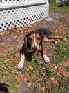 Bruce III