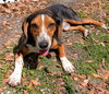 Bruce III