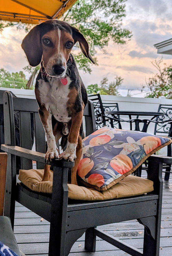 Bruce III