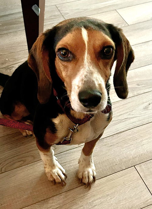 Bruce III, an adoptable Beagle in Dunnellon, FL