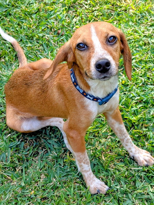 picture of the dog needing adoption