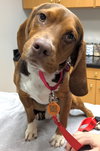 Brando