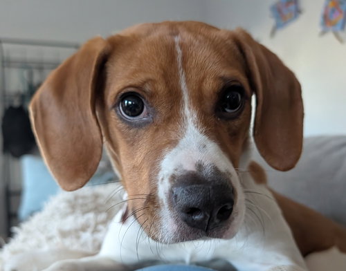 Rico II