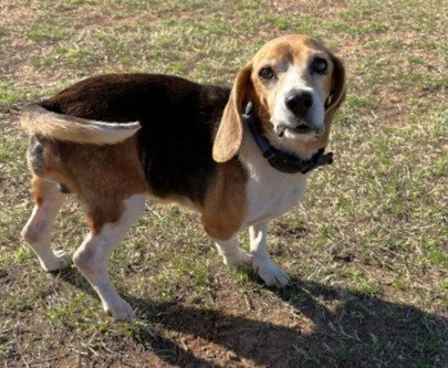 Beagle
