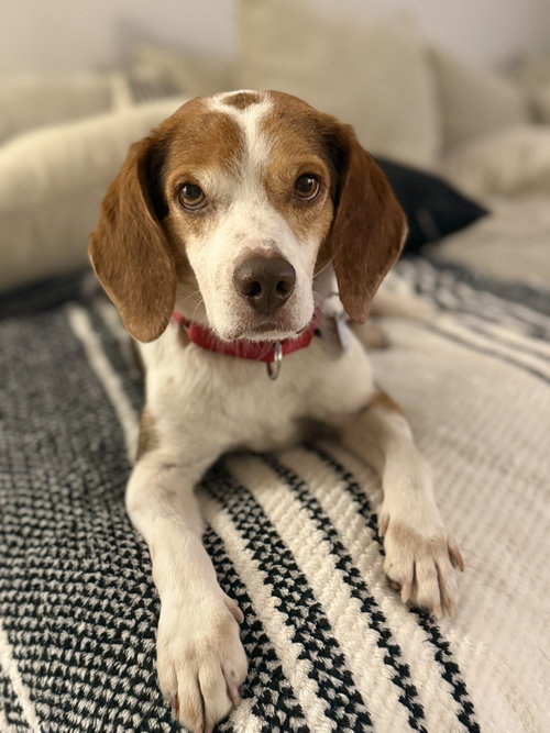 Slick, an adoptable Beagle in Dunnellon, FL