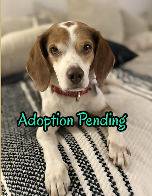 Slick, an adoptable Beagle in Dunnellon, FL