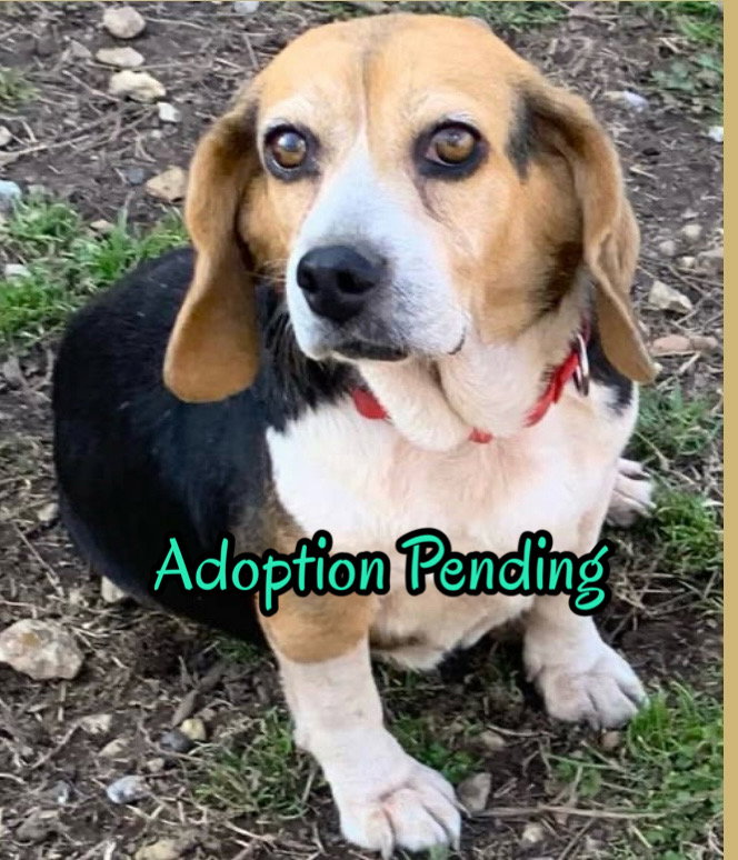 Beagle