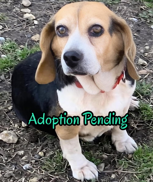 Tina, an adoptable Beagle in Dunnellon, FL