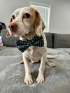 Willie VI