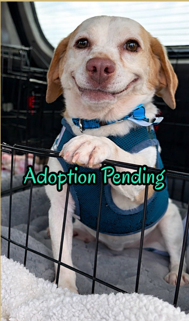 Beagle