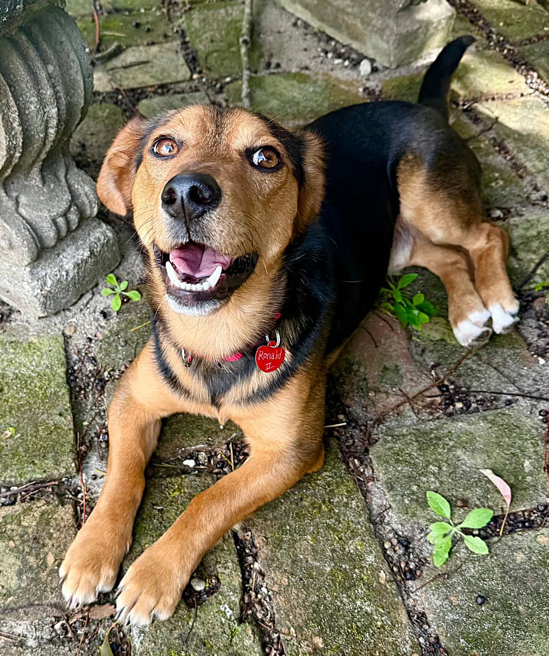Beagle