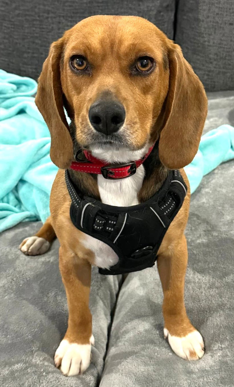 Beagle