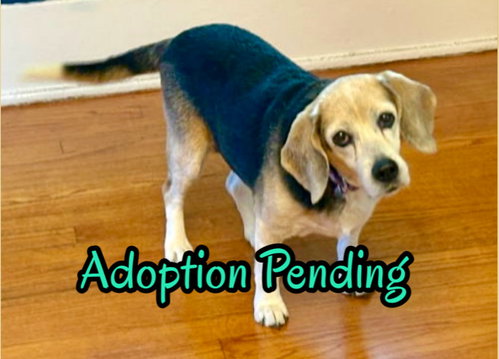 Miriam, an adoptable Beagle in Dunnellon, FL