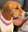 Maggie VI