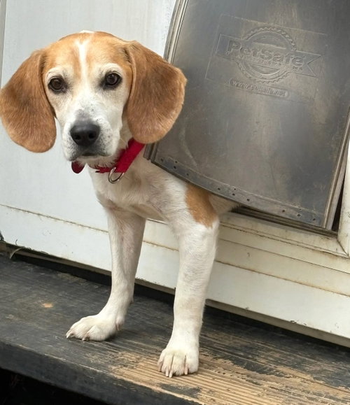 Smeagol, an adoptable Beagle in Dunnellon, FL
