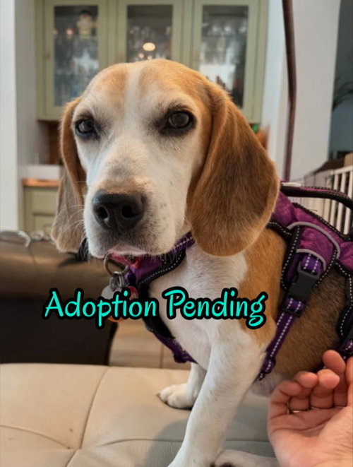 Smeagol, a dog for adoption from SouthEast Beagle Rescue Inc.