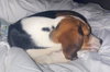 Baloney II