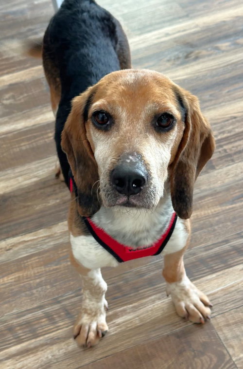 picture of the dog needing adoption