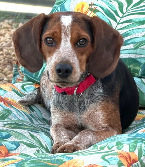 Harlow, an adoptable Beagle in Dunnellon, FL