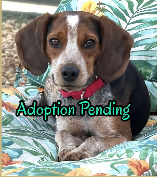 picture of the dog needing adoption