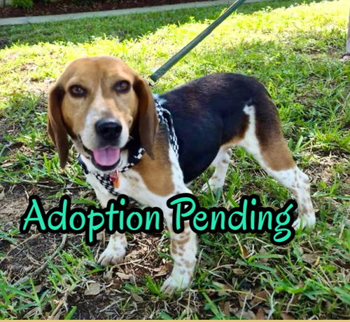 Snoop, an adoptable Beagle in Dunnellon, FL
