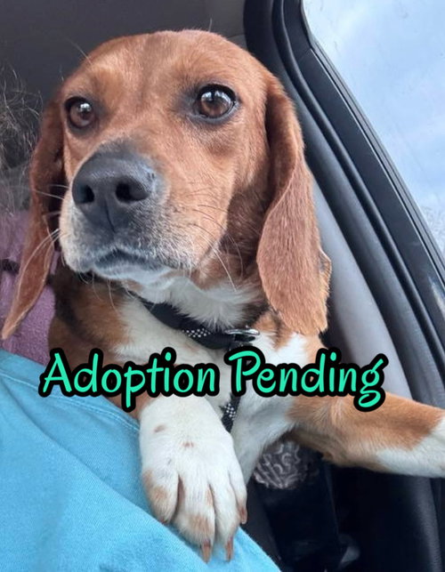 Sundae, an adoptable Beagle in Dunnellon, FL