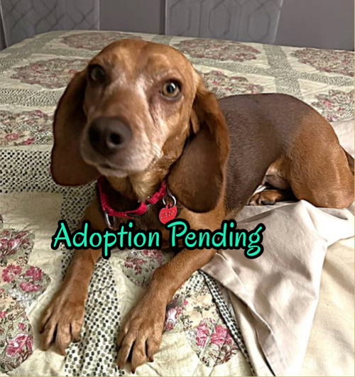 picture of the dog needing adoption