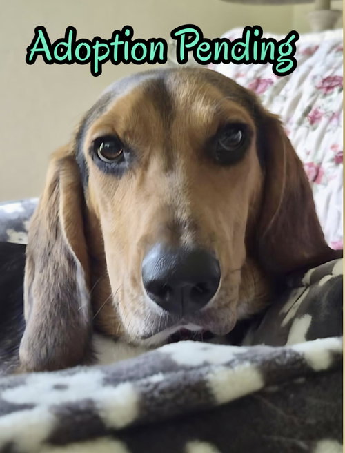 Ivan, an adoptable Beagle in Dunnellon, FL