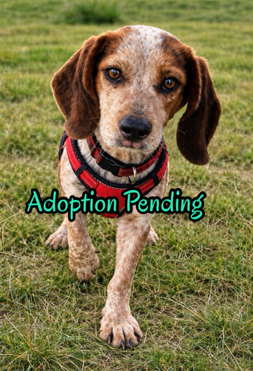 Chipmunk, an adoptable Beagle in Dunnellon, FL
