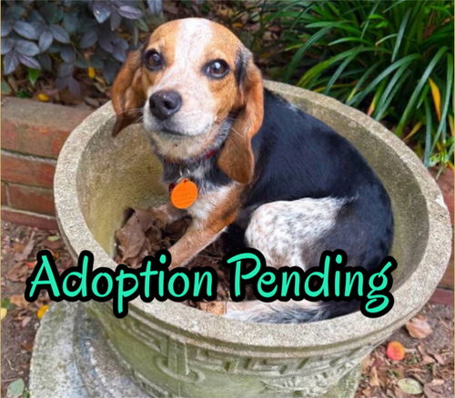 Fox, an adoptable Beagle in Dunnellon, FL