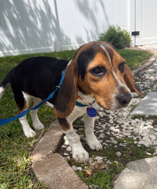 picture of the dog needing adoption