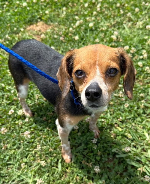 Bitty, an adoptable Beagle in Dunnellon, FL
