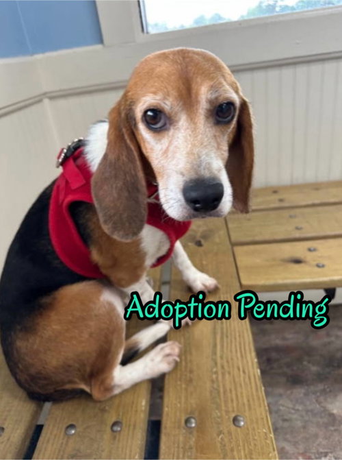 Rosa Lee, an adoptable Beagle in Dunnellon, FL