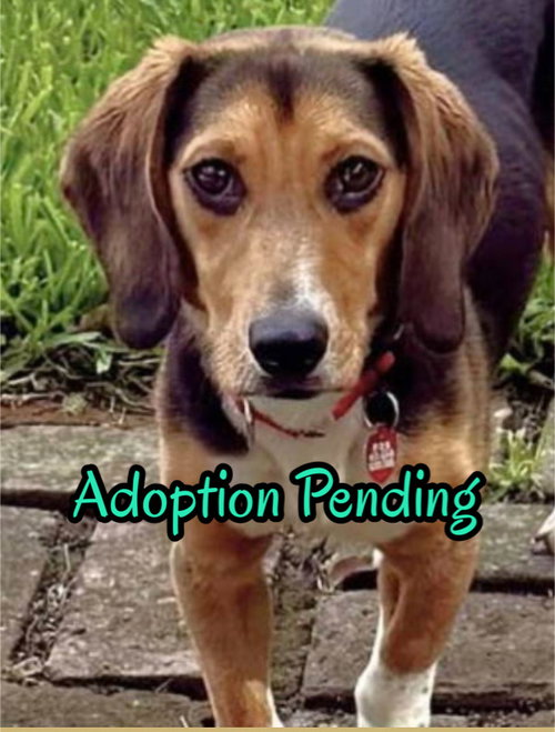 Biscuit II, an adoptable Beagle in Dunnellon, FL