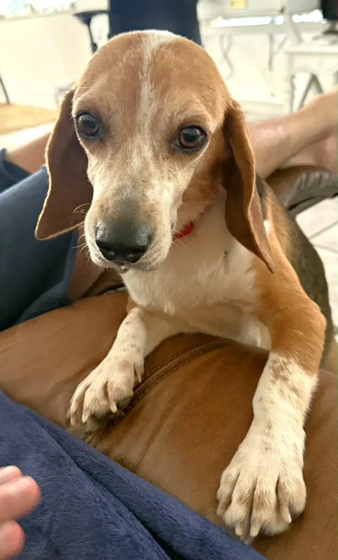 Puck - Beagle