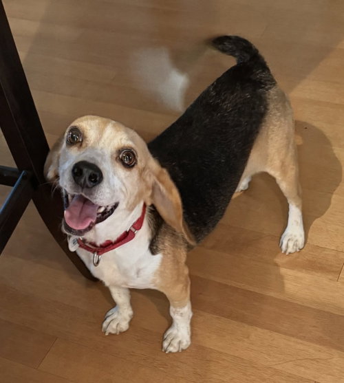 Puck, a dog for adoption from SouthEast Beagle Rescue Inc.