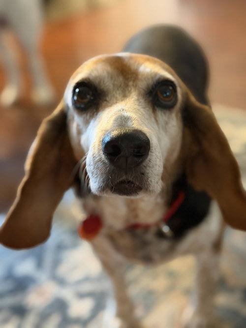 Coco Bean