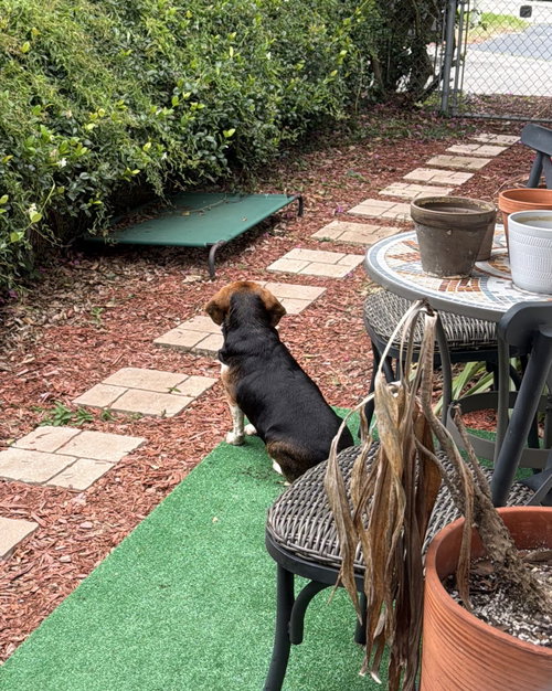 Coco Bean photo 5
