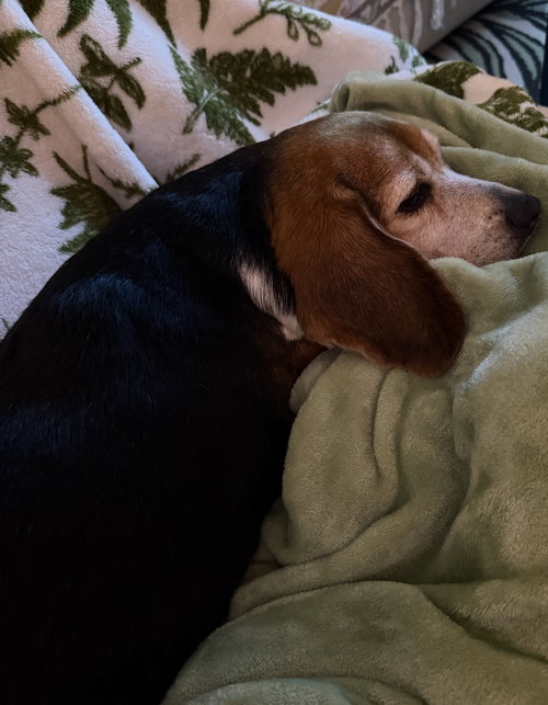 Coco Bean photo 6
