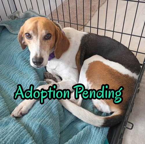 Laurel, an adoptable Beagle in Dunnellon, FL
