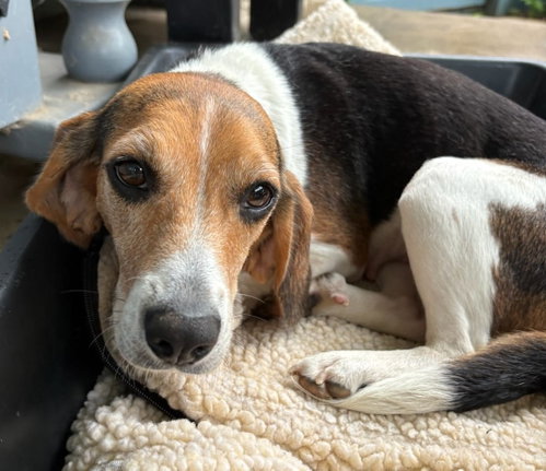 Faith IV, an adoptable Beagle in Dunnellon, FL